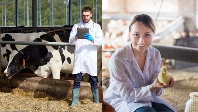 תמונה משק חי ומשק חקלאי